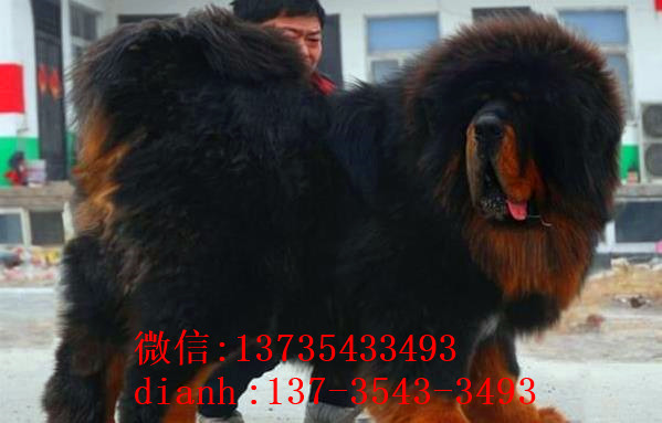 温州宠物狗藏獒犬狗仔出售哪里有宠物狗市场在