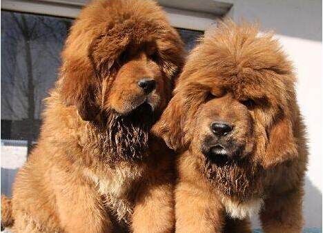 昭通卖藏獒昭通犬舍常年出售纯种藏獒