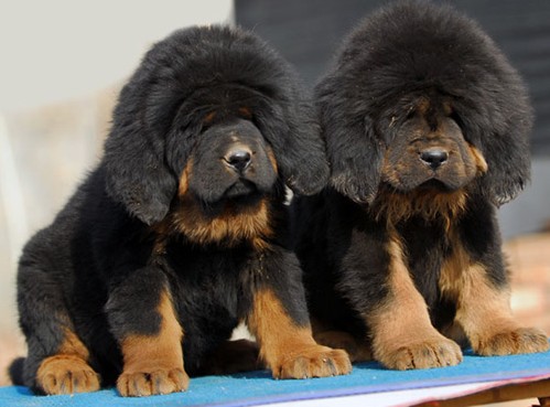 昭通藏獒幼犬多少钱一条狗场纯种藏獒小狗价格