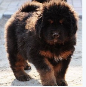 红河州买猛犬买藏獒 狗场精品藏獒出售