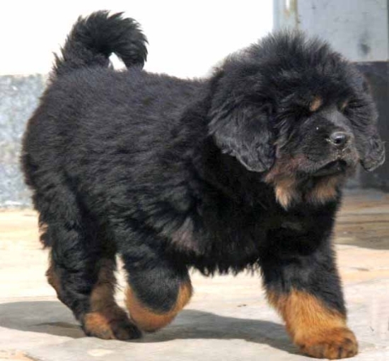 曲靖买藏獒请进 云南狗场出售藏獒幼犬